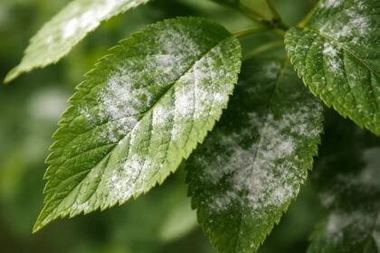 - Lisztharmat: fehér bevonat a leveleken, időben kezelve megóvja a növényt.