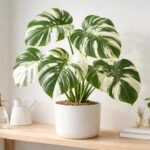 - Könnyezőpálma: fehér variegáció miatt fényigényes és páratartásigényes, törékeny lombú növény.