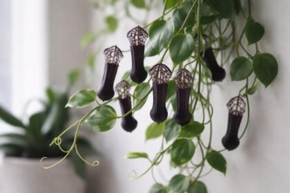 - Fekete sárkánycsont-növény virágzásának különleges csőformája és indázó hajtásai segít megérteni a gondozási igényeket