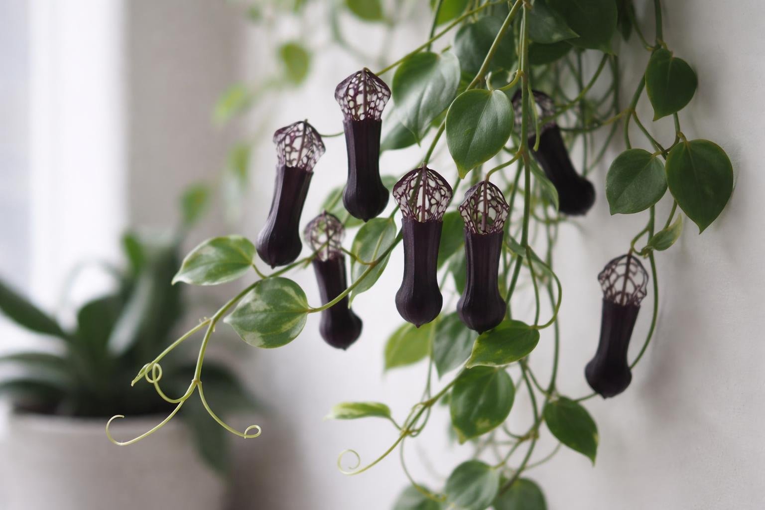 - Fekete sárkánycsont-növény virágzásának különleges csőformája és indázó hajtásai segít megérteni a gondozási igényeket