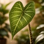 - Hálós erezetű zebralevél gyorsan reagál a fény- és vízhiányra, figyelj rá.