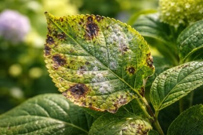 - Hortenzia levelei gyorsan jelzik betegségeket, kártevőket és megelőzési tippeket adva.