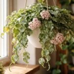 Hullámos viaszvirág Hoya undulata levél mintázat, fényes szobadísz az ablakban növekedési környezetben.