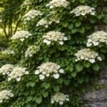 - Kúszó hortenzia: árnyékban is díszítő növény, erős kapaszkodó gyökereket fejleszt egész nyáron.