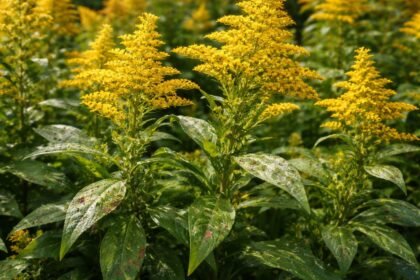 - Kanadai aranyvessző invazív, de megfelelő védelemmel kezeli a betegségeket és kártevőket.