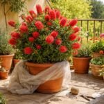 - Kefevirág ellenálló mediterrán dísznövény; kefeszerű virágai vonzzák a polleneket és a beporzókat.