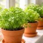 Erkélyen elhelyezett petrezselyem cserépben, zöld levelei napfényben frissek és illatosak.