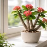 Pompás kutyatej, Euphorbia milii, vastag tövises szár és élénk fellevelek a szobában.