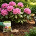 - Rododendron tápanyagigénye: a megfelelő talajjavítás és pH a virágzás kulcsa.