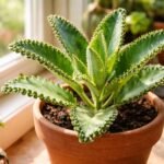 Kalanchoe daigremontiana levél szélén megjelenő sarjnövényekkel díszített szobanövény fotó egy érdekes szaporodási folyamatot bemutató képen