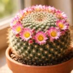 Szemölcskaktusz Mammillaria gömbölyű, tüskés szára, színes virágokkal díszítve a cserépben.