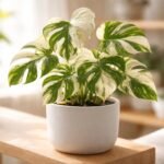 - Tarka mini könnyezőpálma: kompakt növés, krémszín-zöld mintázatú egyedi levelek, lakáson belül.