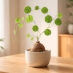 Kerek gumó és hosszú hajtások, zöld levelekkel táncoló Stephania erecta