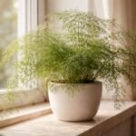 - A tűlevelű aszparágusz ellenálló, de túlöntözés vagy száraz levegő betegségeket idézhet elő.