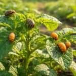 - Burgonyabogár figyelmeztet: gyorsan terjed, lerombolhatja a krumpli leveleit, és a termést is veszélyezteti.