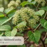 Szívlevelű arália (Aralia cordata) látványos nagy lombtömege árnyékos kertrészben erdőkerti hangulat.