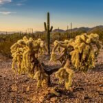 - Bokorkaktusz Cylindropuntia fulgida: egyszerű gondozás, kiváló szárazságtűrés, jellegzetes központi darab.