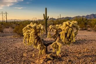 - Bokorkaktusz Cylindropuntia fulgida: egyszerű gondozás, kiváló szárazságtűrés, jellegzetes központi darab.