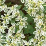 - Jégvirág fehér szegélyű leveleivel könnyen gondozható, és természetes hatású dísz.