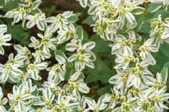 - Jégvirág fehér szegélyű leveleivel könnyen gondozható, és természetes hatású dísz.