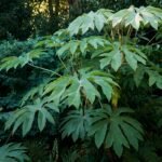 - Papírarália Tetrapanax papyrifer: látványos levelek, gyors növekedés, téli védelem fontos.