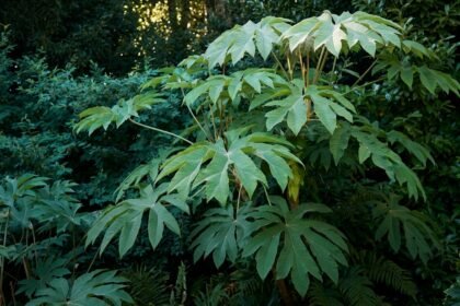 - Papírarália Tetrapanax papyrifer: látványos levelek, gyors növekedés, téli védelem fontos.