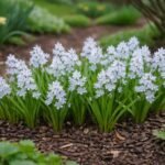 - A Csillagos Puskin-virág korán nyíló, kék-fehér, finom csíkozású virágai tél végén díszítik az ágyásokat.