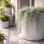 - Ezüstös pázsitszulák gyorsan teríti a talajt, ezüstös lombja nagyon dekoratív.