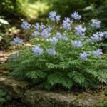 - Indás csatavirág: árnyékos kertekben is virágzik, és látványos zöld lombja.