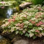 - Kaméleonlevél: nedves talajon hosszú szezonban színes lomb, fényigényre figyelni, vízszükséglet.