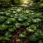 - A kereklevelű kapotnyak örökzöld, árnyékos területeken magától is terjeszkedik, zöldes foltokat alkotva.