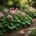 - Szívlevelű bőrlevél ellenálló évelő, télen is dekoratív marad, és könnyen gondozható.