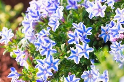 Alacsony Star kőmagcserje talajtakaró, kék csillag alakú virágokkal tavasszal és kora nyáron.