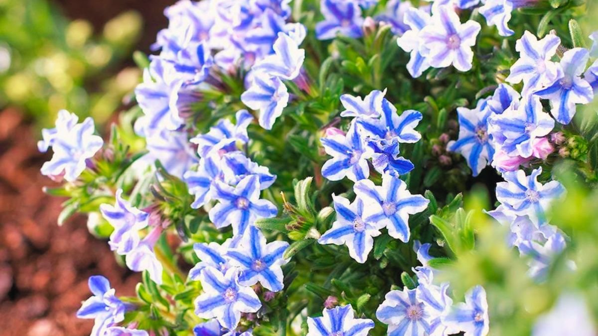 Alacsony Star kőmagcserje talajtakaró, kék csillag alakú virágokkal tavasszal és kora nyáron.