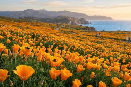 - Kaliforniai kakukkmák gyorsan virágzik száraz időben, mediterrán hatású színfoltot ad.