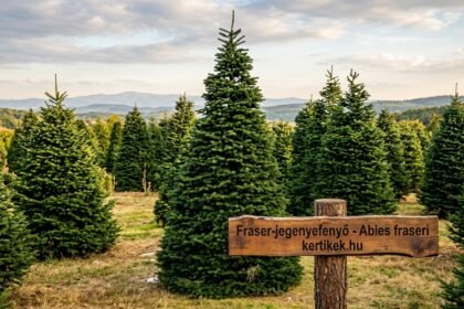 Fraser-jegenyefenyő Abies fraseri egész évben sűrű, szabályos koronát mutat a kertben.