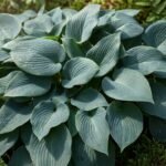 Nagy kékeszöld levelek, árnyékos kertben tenyésző Blue Mammoth hosta fotója