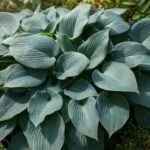 Nagy kékeszöld levelek, árnyékos kertben tenyésző Blue Mammoth hosta fotója