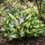 Hosta Fire And Ice árnyékliliom fehér középpontú levelekkel, sötétzöld szélekkel árnyékos kertben.
