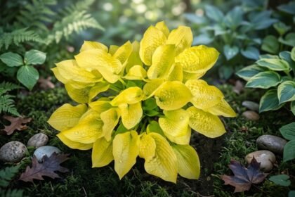 - Maui Buttercups: élénk lombú árnyékliliom, félárnyékban és sötét háttér előtt.