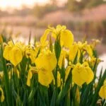 Sárga nőszirom Iris pseudacorus a vizes kertekben könnyedén virágzik, látványos karakterrel.