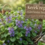 - Kerek repkény (Glechoma hederacea): gyógyhatásai és gyűjtési módjai vizuálisan megfigyelhetőek a képen.