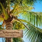 Kókuszpálma beltéri környezetben magas, koronája sűrű zöld lombjaival és meleg fényben.