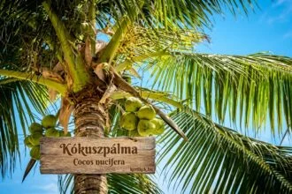 Kókuszpálma beltéri környezetben magas, koronája sűrű zöld lombjaival és meleg fényben.