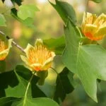 - Amerikai tulipánfa gyors növekedésű díszfája, gondozása praktikus útmutatókkal kertbe és parkba.