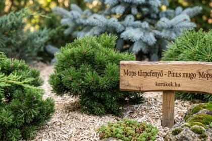 Rövid növésű, sűrű tűlevelű Mops törpefenyő előkertekbe dekoratív fotó, évekre alkalmas.