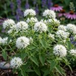 Hegyimenta Pycnanthemum flexuosum illatos, rovarbarát évelő virágzás közben kertben halovány virágzatával díszíti ágyásokat és szegélyeket