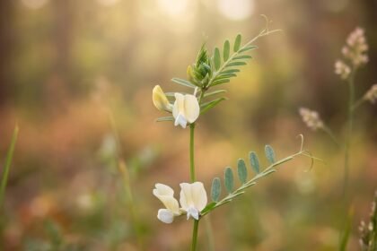 - Bükköny (Vicia) gondozása megmutatja, hogy nitrogén-ellátást javító zöldtrágya miért hasznos a kertben.