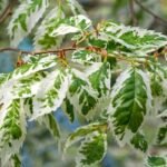 - Variegata lombszín fehér foltokkal tarkított, így nappal is jól látható.