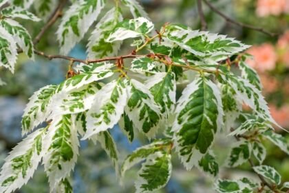 - Variegata lombszín fehér foltokkal tarkított, így nappal is jól látható.